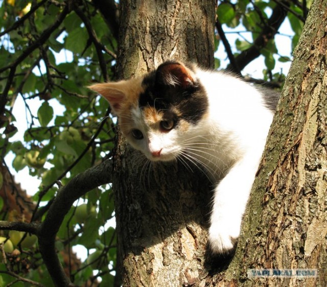 Моя котейка за любимым занятием