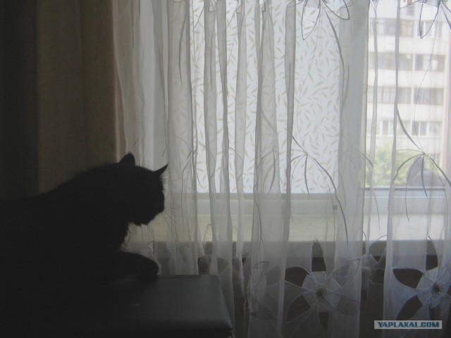 Котовторник на 6 июля