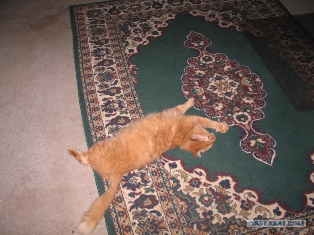 Котовторник