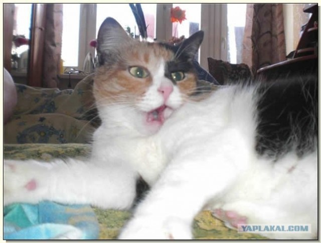 Котовторник с Кузей