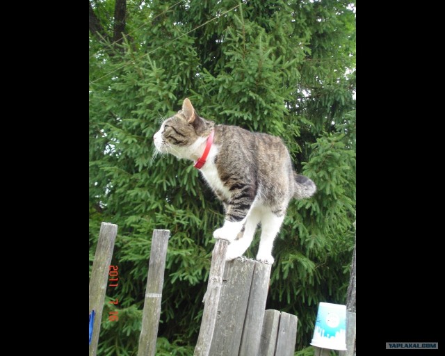Сонный Котовторник
