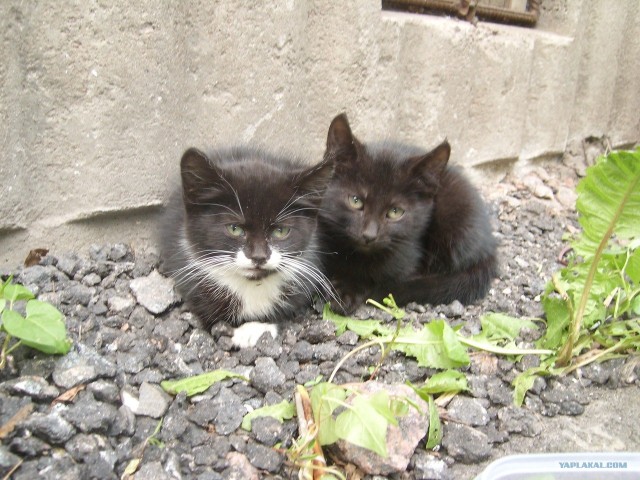 Котовторник 1.11.11