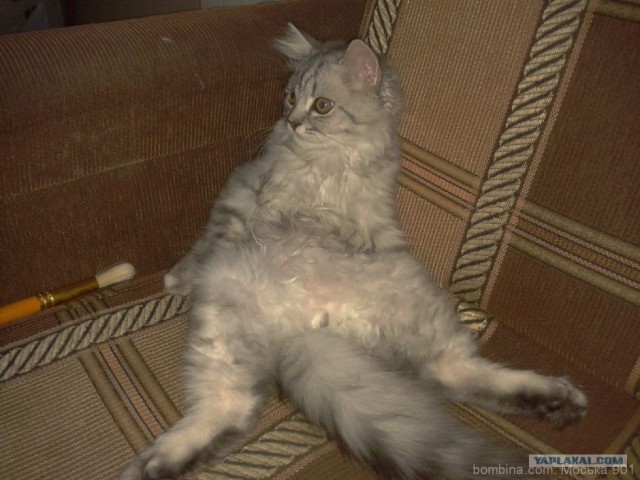 Первый КОТОВТОРНИК 2012