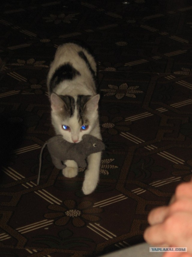 Котовторник (28.02.2012)