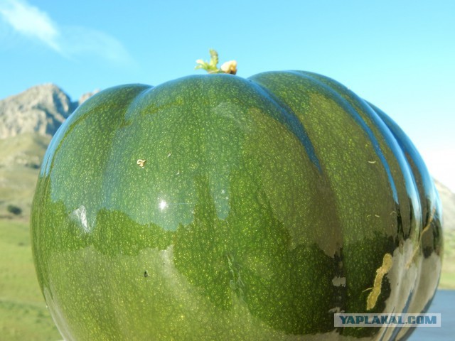 Селедка под шубой - 2019