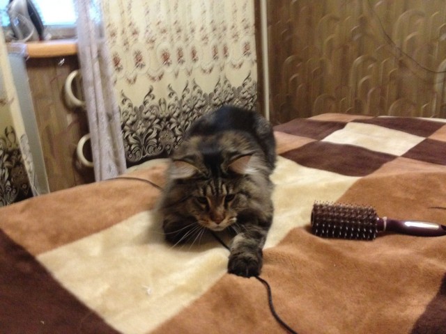 Котовторник   5.06.2012