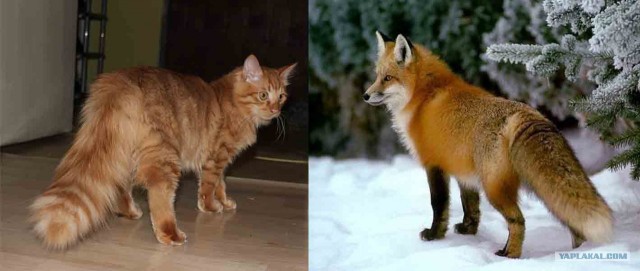 Котовторник  19.06.2012