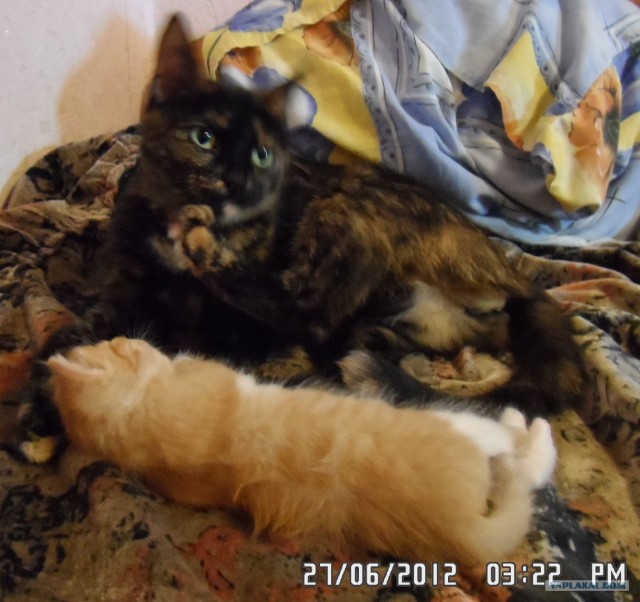 Котовторник 03 07 2012