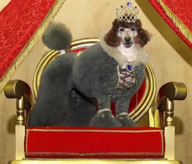 Крышесносящие собачьи прически