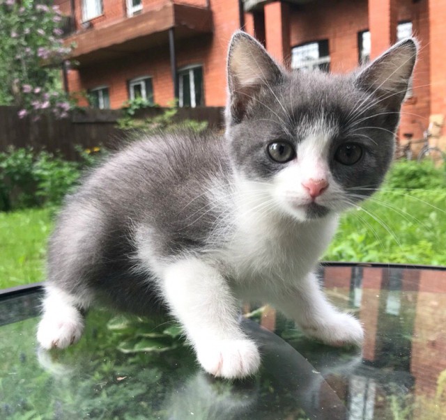 Забавные фото котеек
