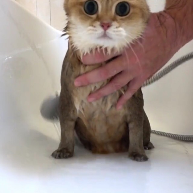 Забавные фото котеек