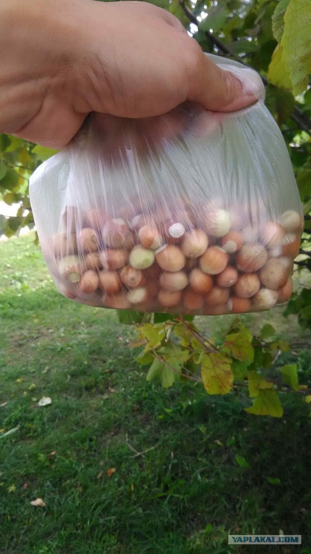Без царя в голове