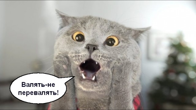 Хвастаемся своими елками!
