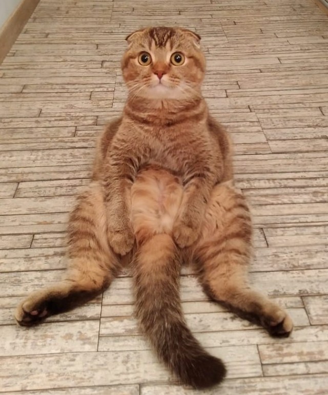 Котики. Было - стало
