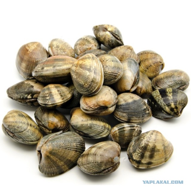 #ДРЯПнем! Блюдо с участием мидий.