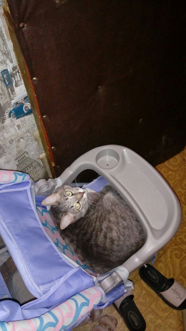 Эти забавные животные