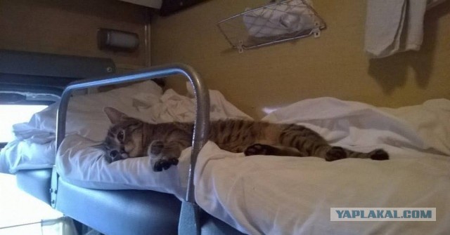 Еще к котовторнику. Поездатые коты