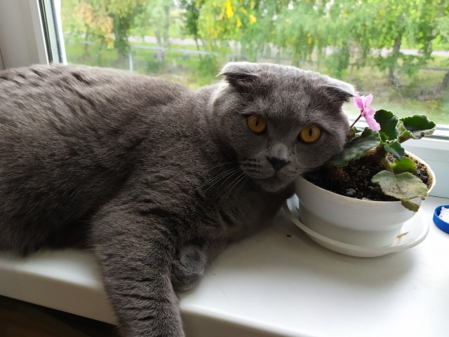 Котовторник 13.10.2020