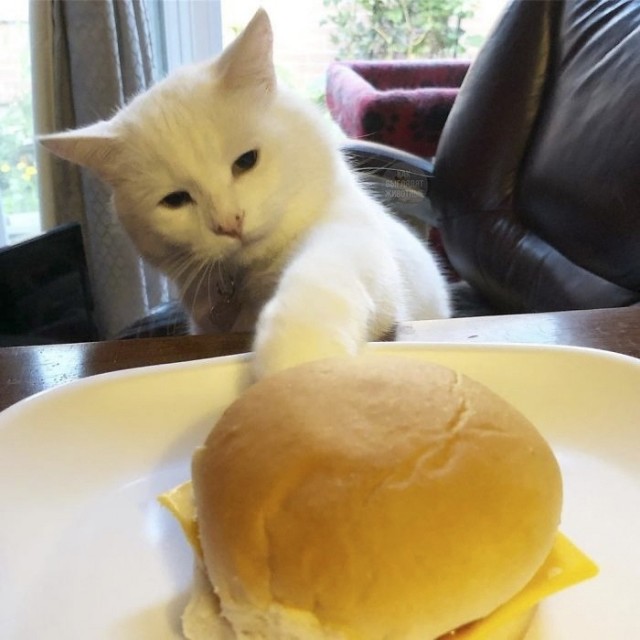 Мемный кот