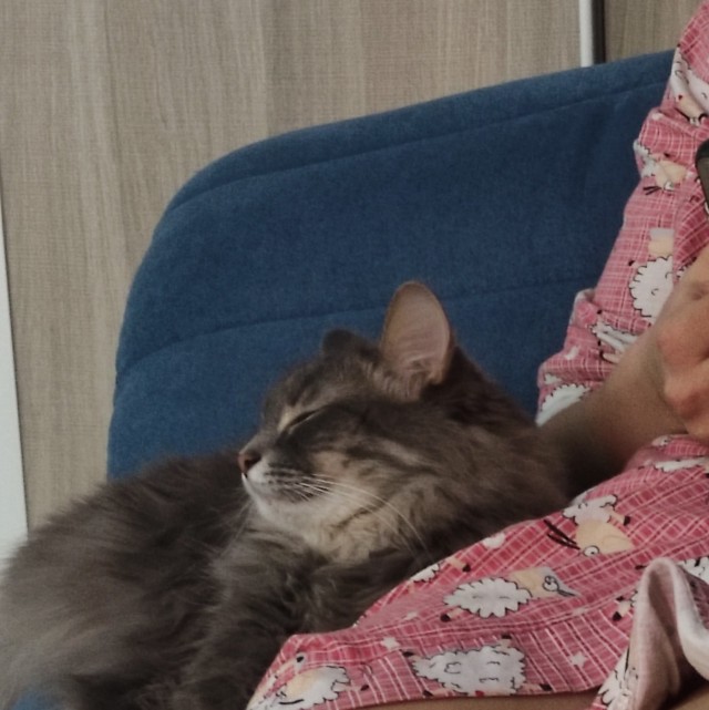 Котовторник же!