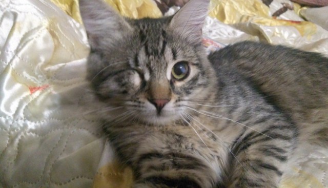 Даешь котовторник!