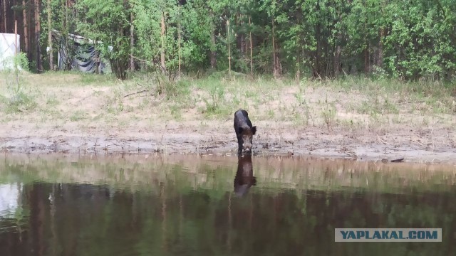 Водный поход по озеру Ломпадь и реке Неполодь 12-14 июня 2021