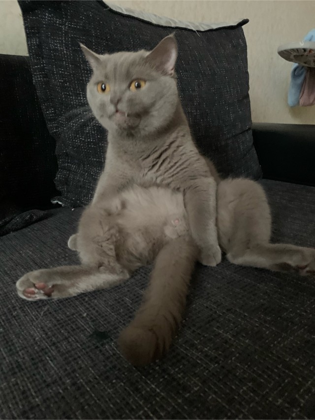 Котовторник (свои добавляем)
