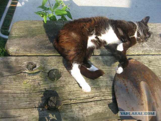 Жизнь домашнего приюта для котеек 358