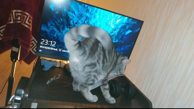 Котенок Ричард