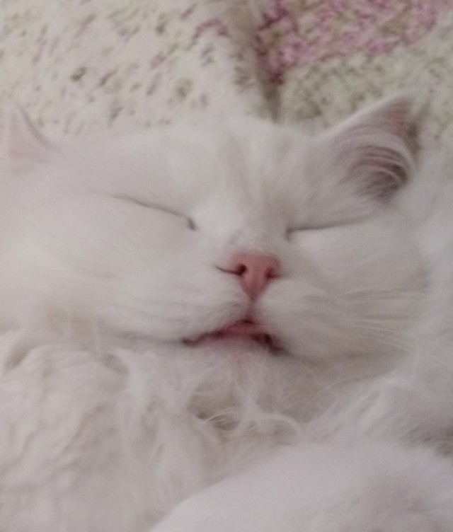 Котовторник
