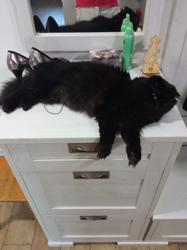 Первый котовторник 2022