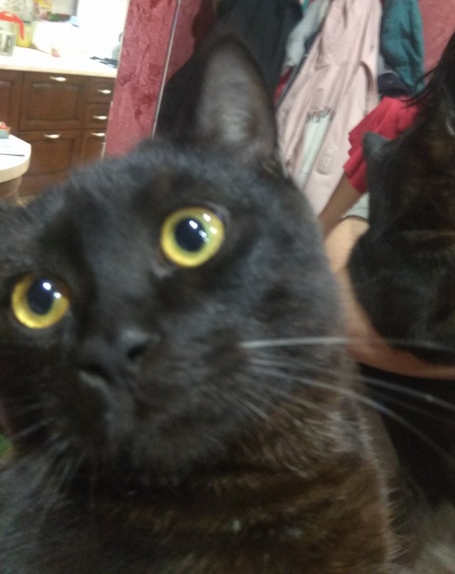 Котовторниковское