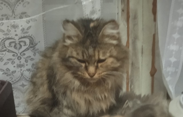 Наконец то дождался кАтАвтлрника