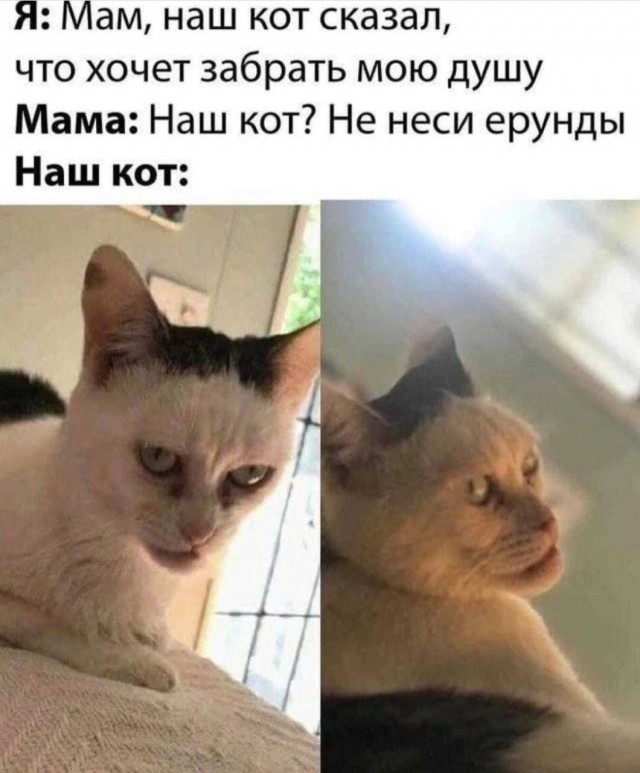 Когда звал Барсика, а пришёл Владыка Тьмы