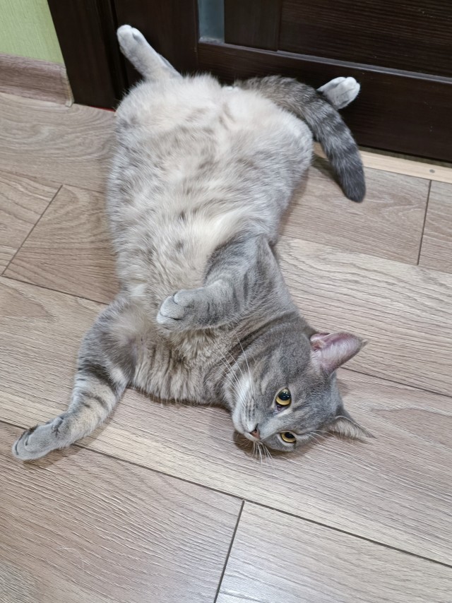 Котовторник ведь начался!