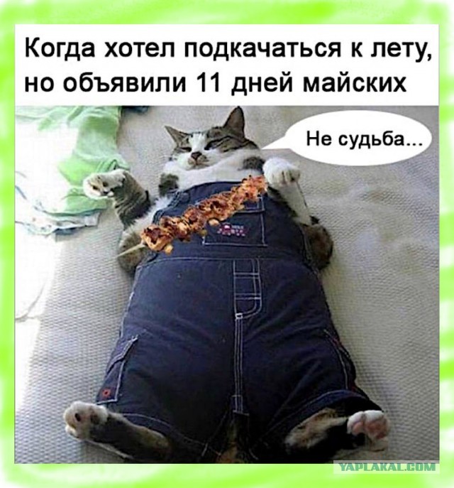 Забавные и смешные картинки на котовторник