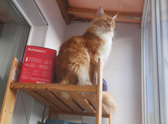 Начну котовторник чуть раньше!