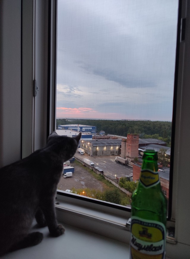 Лето и коты
