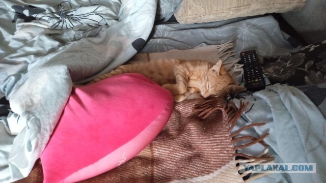 Коты и физика