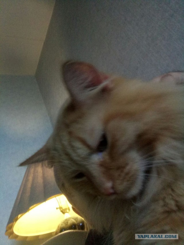 Котовторник 18.10.22