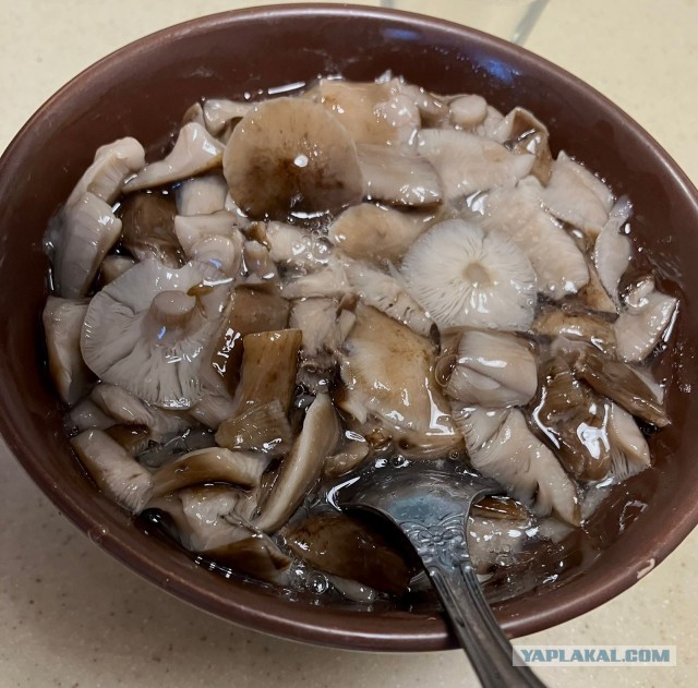 Каклетные страдания