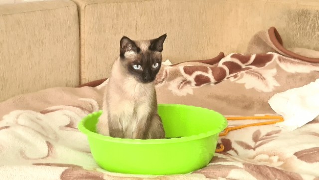 Мой котовторник
