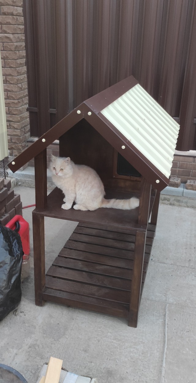 К - Котовторник ☺ Пополнение