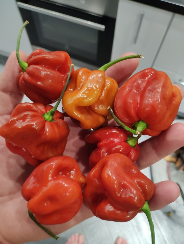 Новогодний острый соус из манадринов и хабанеро