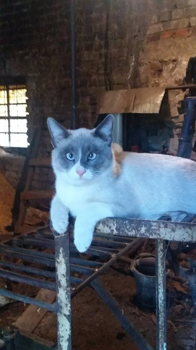 Очень производственные коты