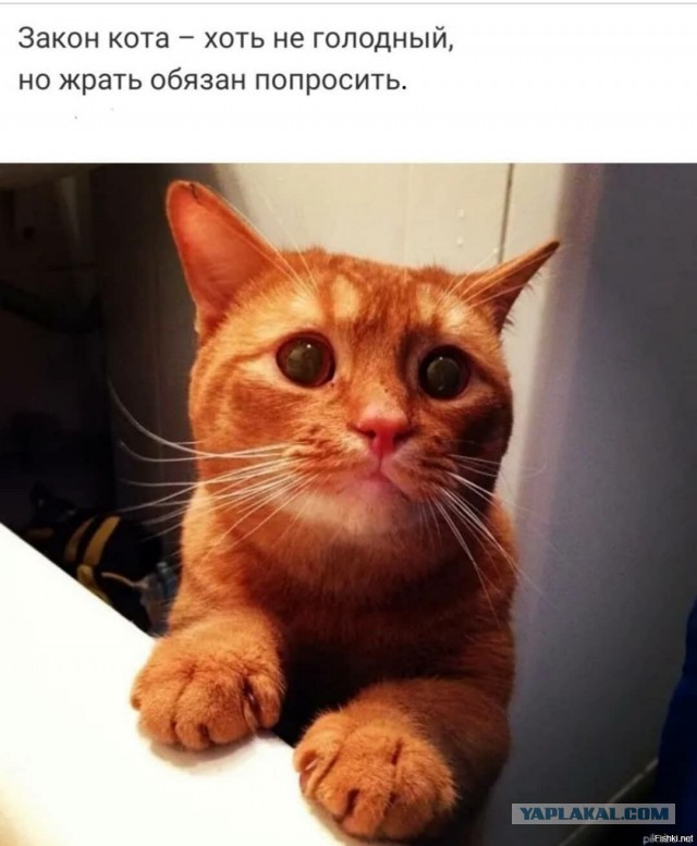 Кот взятый с дачи. Продолжение