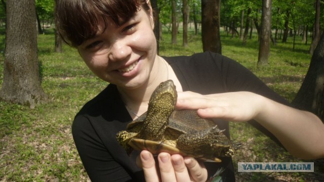 Черепахен...конец приключения.