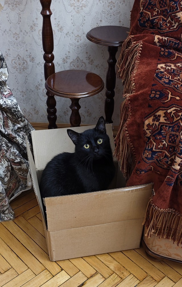 Котовторник уже пришёл?