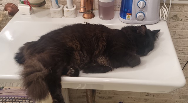 Кошкопортрет