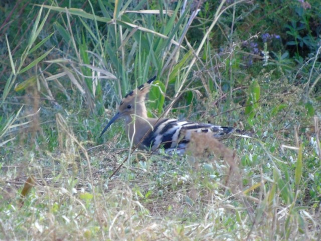 Свиристели, свиристели... пообедать прилетели!